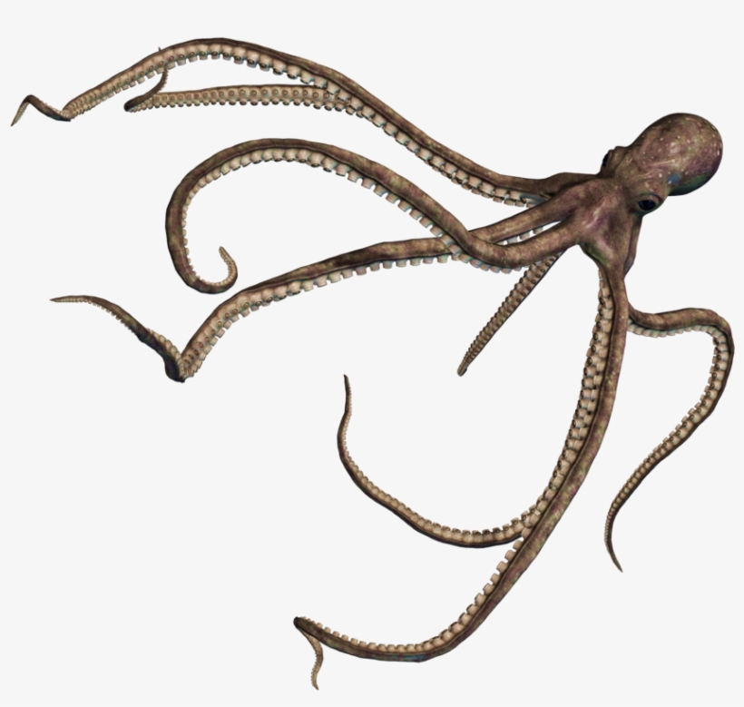 Octopus Png Pic - Octopus Png, transparent png #215946