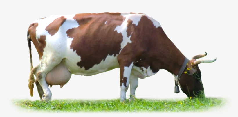 Cow Png, transparent png #217589