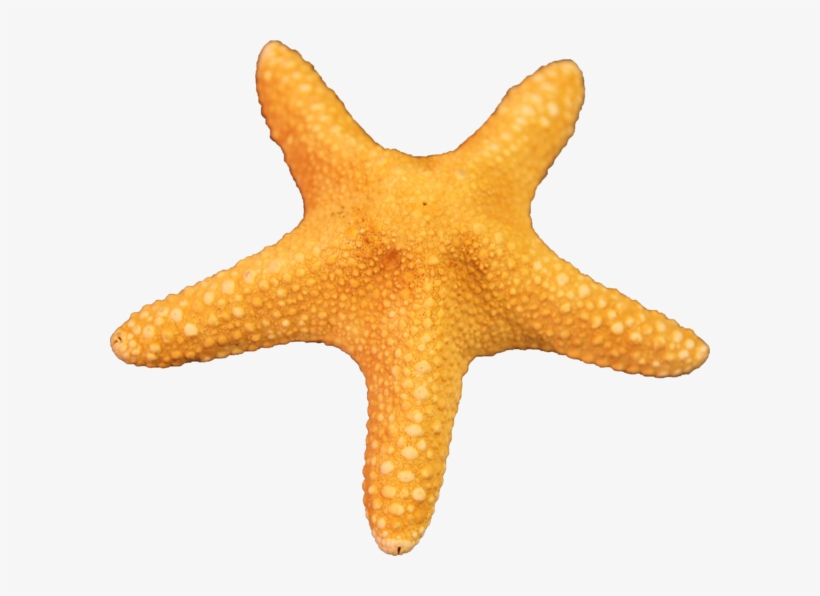 Free Download Starfish Png Images - Star Fish Png, transparent png #217617