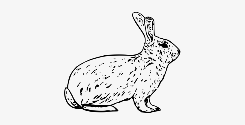 Arctic Hare Snowshoe Hare European Hare Rabbit - Arctic Hare Clipart Black And White, transparent png #218168