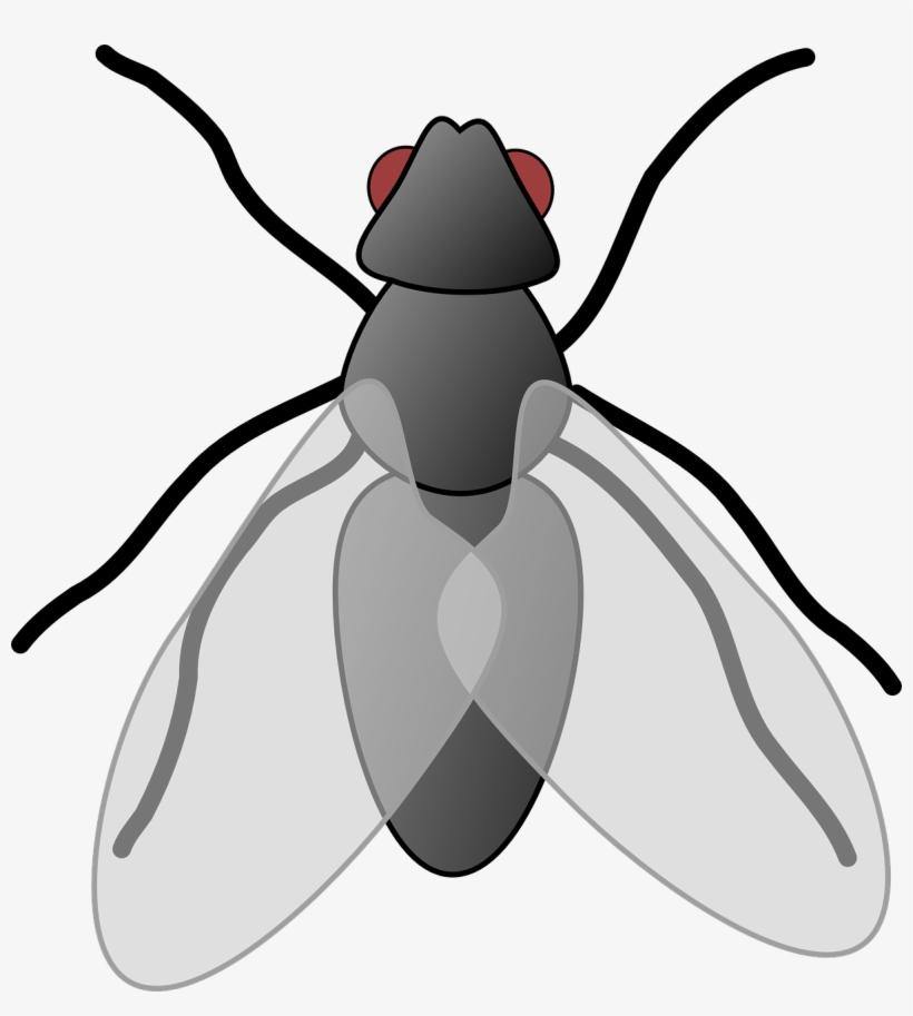 28 Collection Of House Fly Clipart - Clip Art Picture Of Fly, transparent png #218193
