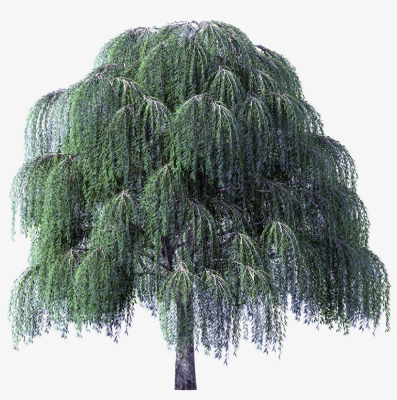 Tree Clipart Weeping Willow River - Darcy And Elizabeth By Sharon Lathan, transparent png #218471