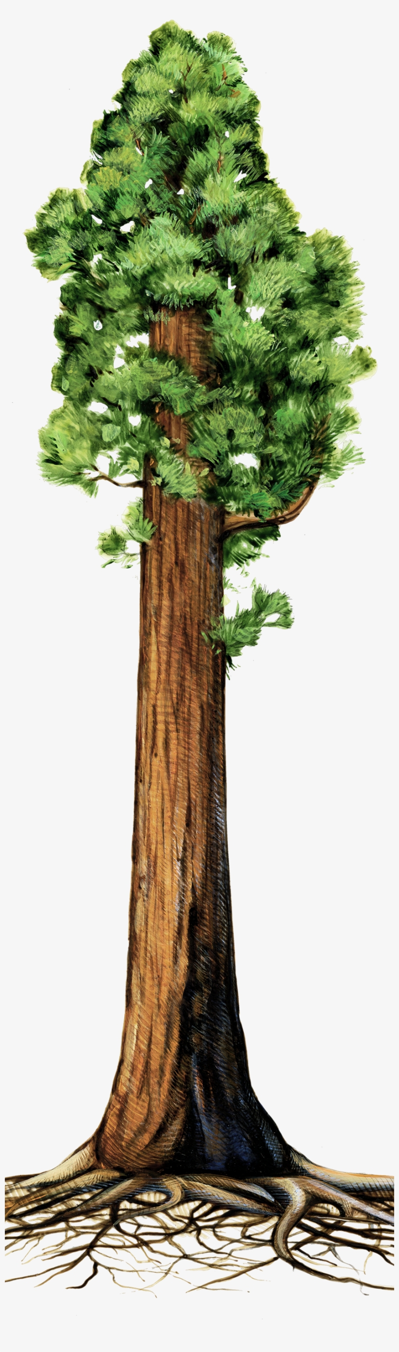 Drawn Roots Sequoia Tree - Giant Redwood Tree Clipart, transparent png #218591