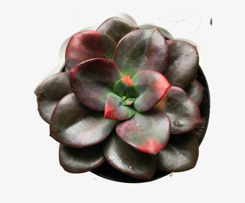 Echeveria │chroma Hybrid - Color, transparent png #219247
