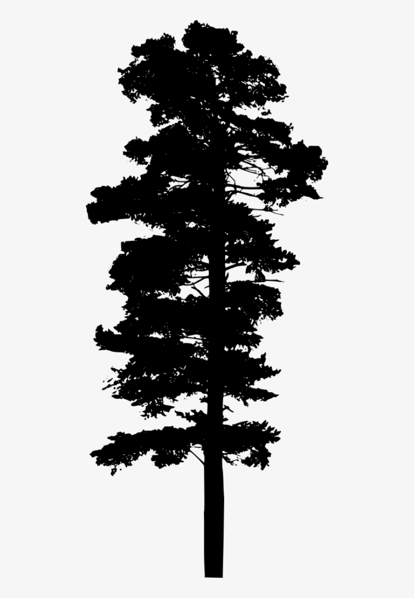 Silhouette Pine Tree Png - Pine Tree Transparent Background, transparent png #219251