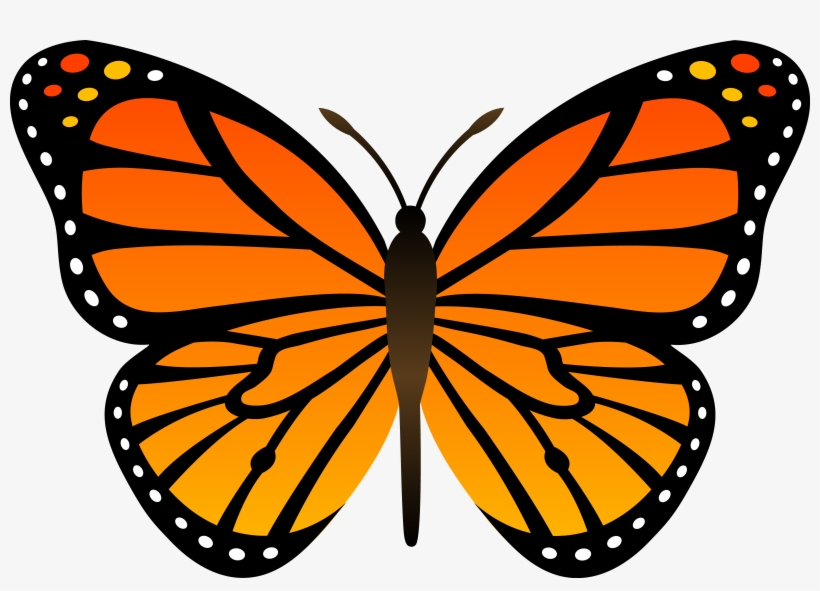 Monarch Butterflies Clipart Library Com Images Dt9x5kn9c - Monarch Butterfly Clipart, transparent png #219252