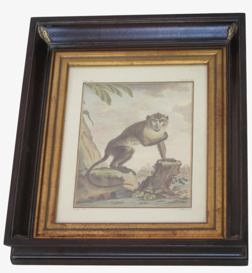 Framed Hand Colored Monkey Engraving Gold Interior, - Picture Frame, transparent png #219681