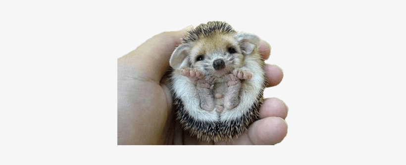 Hedgehog Flipped Over - Baby Hedgehog, transparent png #2100943