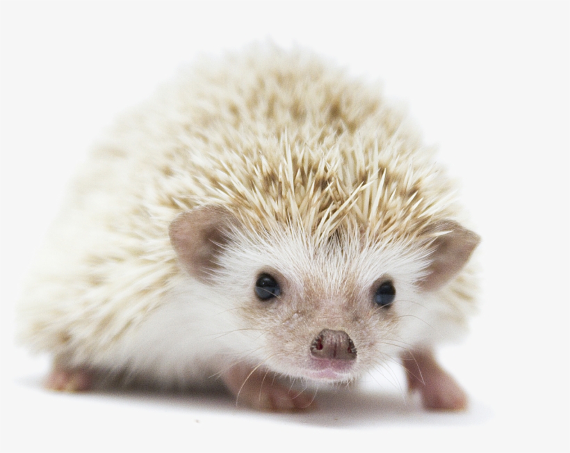 Hedgehog Pet - Hedgehog, transparent png #2101050