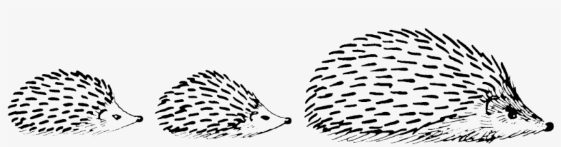 If He Doesn't Put On Enough Weight In Time For Hibernation - Black And White Hedgehog, transparent png #2101322