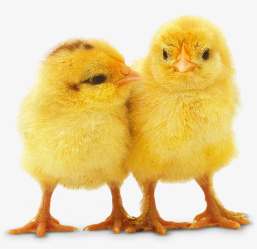 Baby Chicken Png Background Image - Baby Chicks With Guns, transparent png #2101349