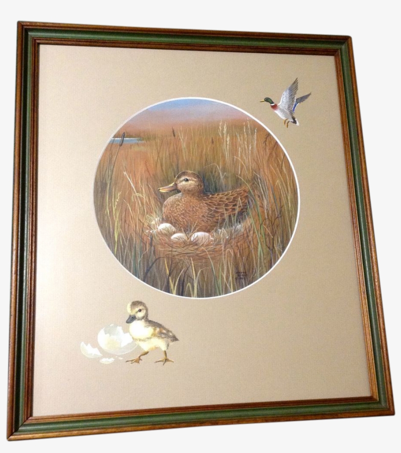 Jeanne Horak, Mallard Duck On A Nest, Works On Paper - Painting, transparent png #2103629