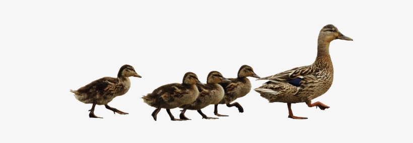 The Dirty Duck Is A Family-friendly Pub - People Following The Leader, transparent png #2103736