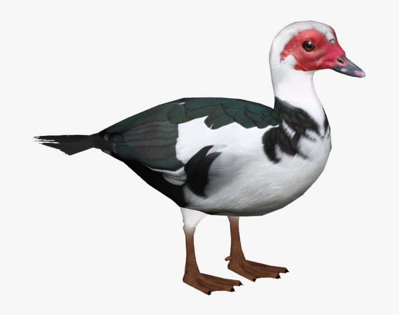 Domestic Muscovy Duck 7 - Muscovy Duck Png, transparent png #2103917