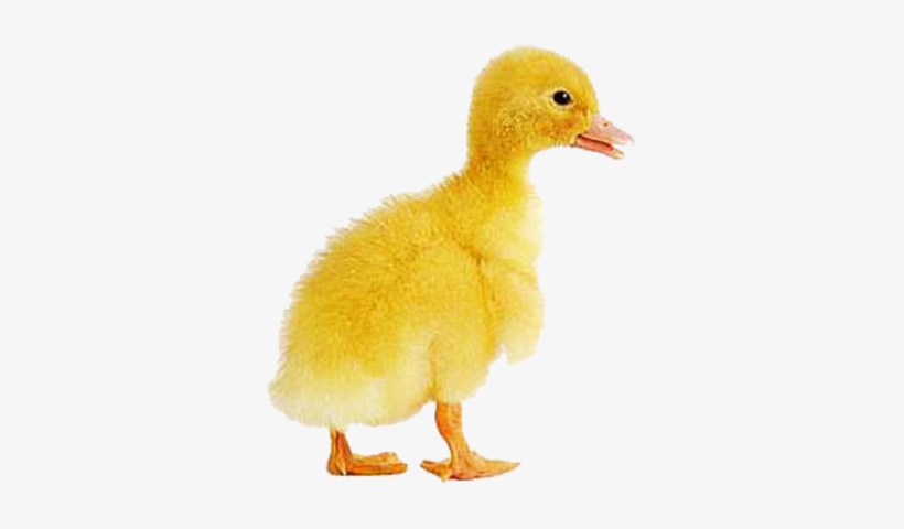 Simon Says Stamp Blog - Baby Duck Transparent, transparent png #2103956