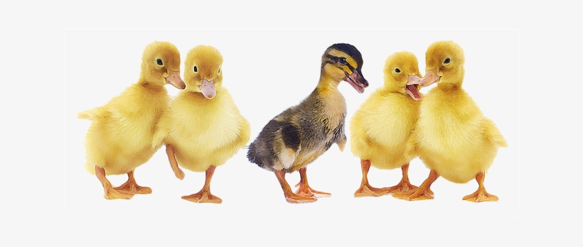 Baby Duck Png - Duck And Ducklings Png, transparent png #2103971