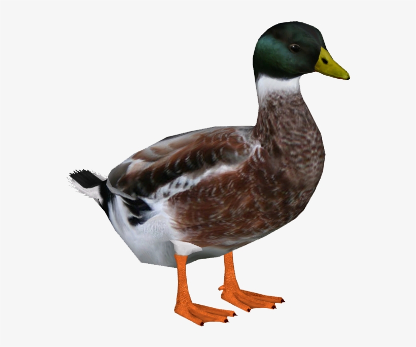 Welsh Harlequin Duck M3 - Harlequin Duck Png, transparent png #2103972