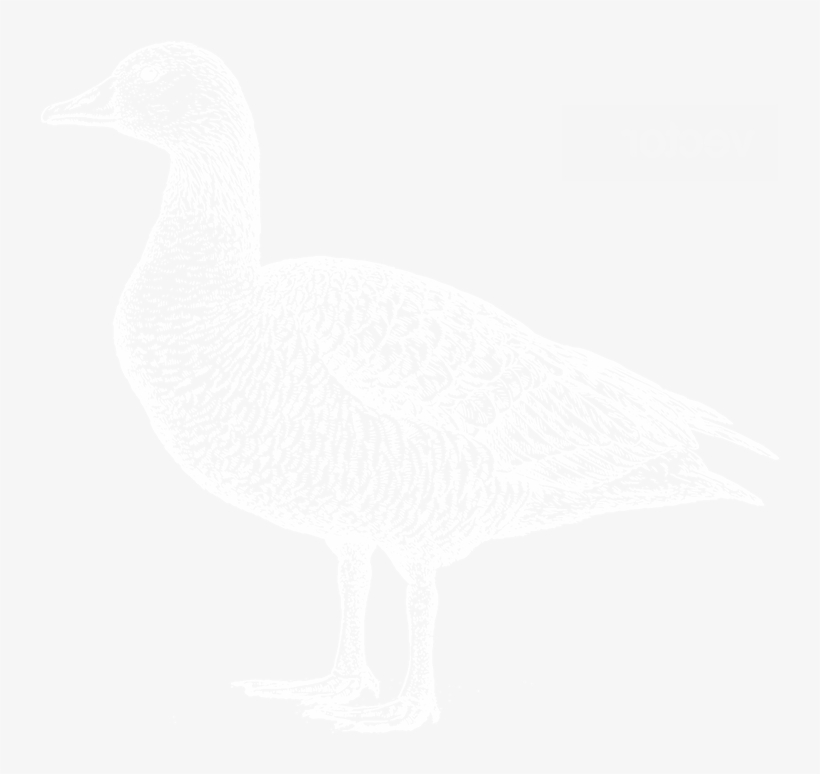 Pasture-raised Ducks - Grassland Poultry, transparent png #2104088