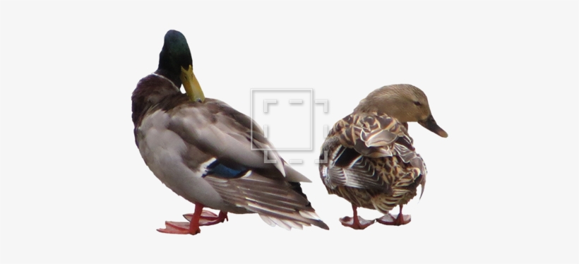 Parent Category - Drillfield, transparent png #2104091