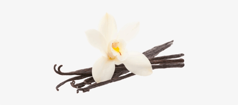 Vanilla Bean Flower - Sweet Cream Spice Scentsy, transparent png #2104150