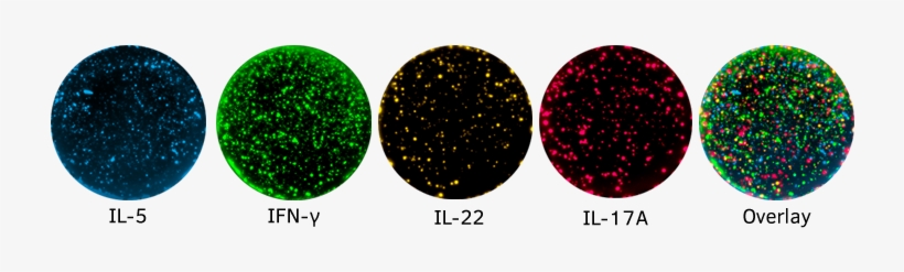 Peter - Circle, transparent png #2104606