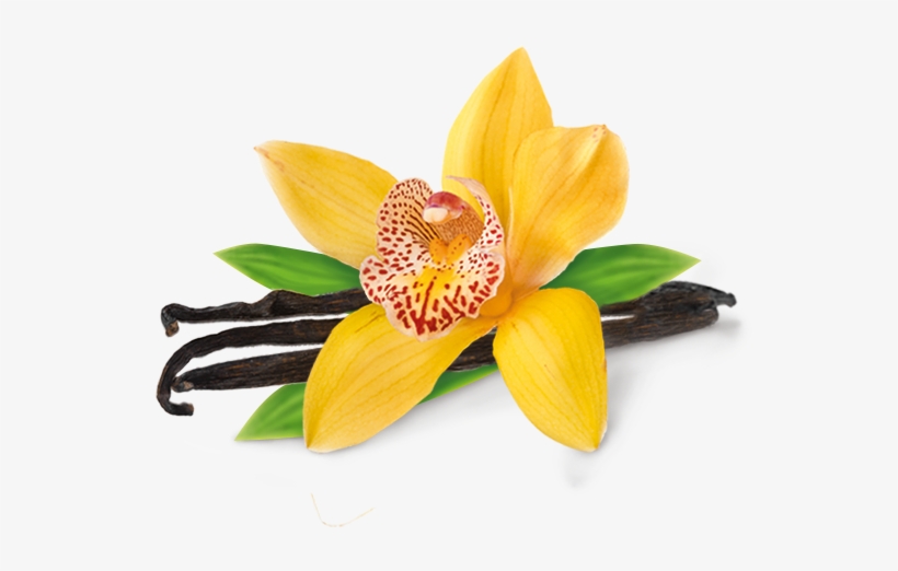 Vanilla Bean Png - Vanilla Orchid Flower Images Png, transparent png #2104981