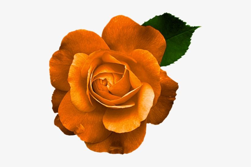 Garden Flames - Rose, transparent png #2106452