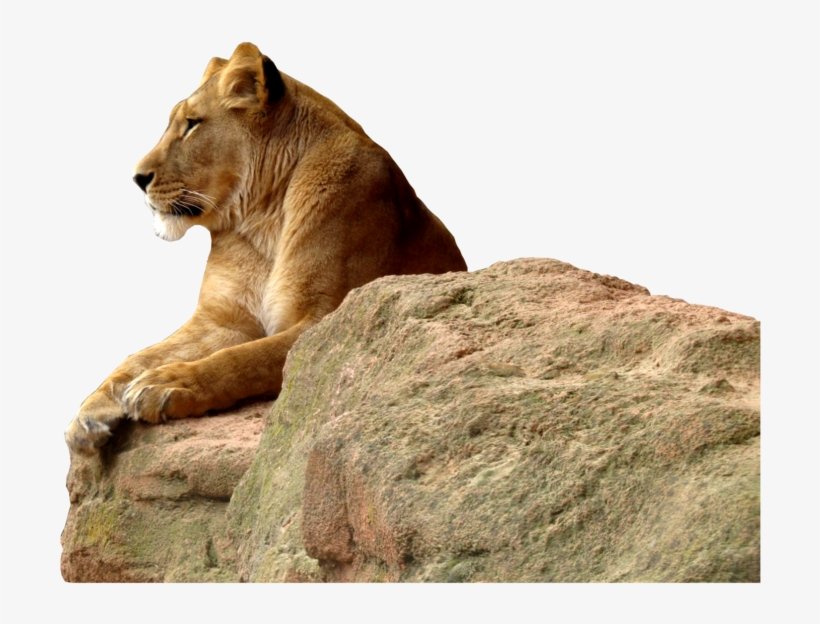 Lioness Transparent Background Png - Transparent Lioness Png, transparent png #2106601