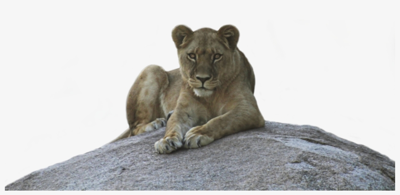Lioness Png Background Image - Lioness Png, transparent png #2106631
