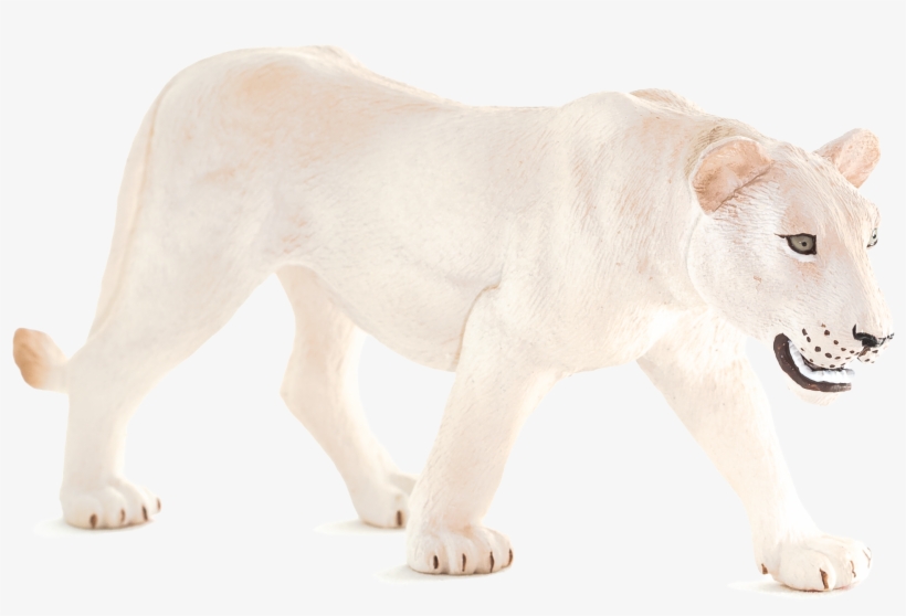 Animal Planet: White Lioness, transparent png #2106729