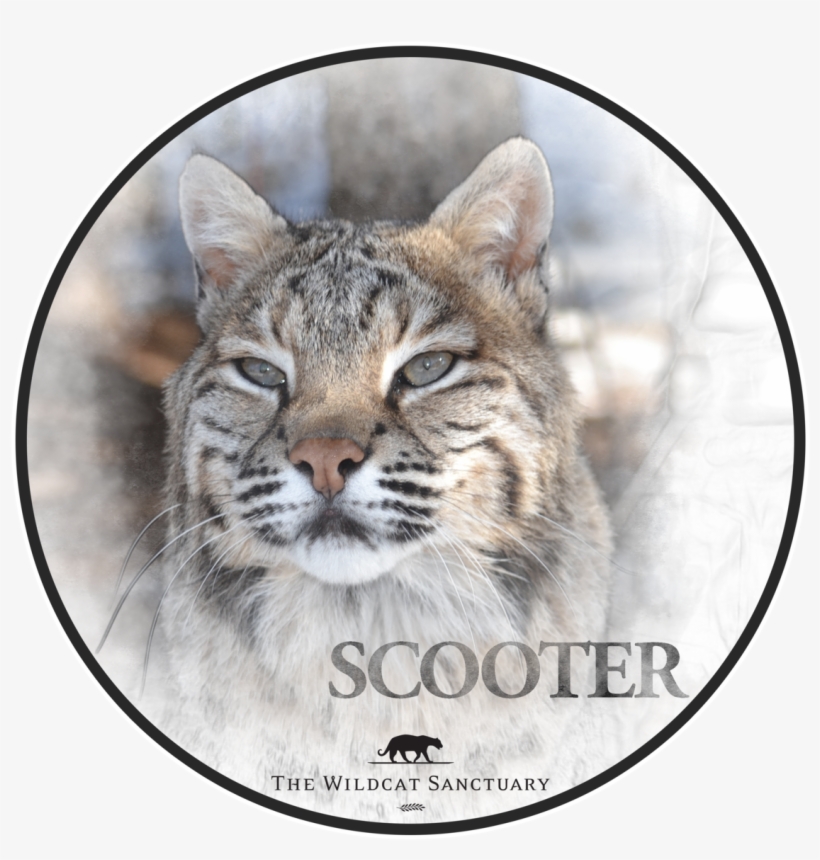 Smiley Face, transparent png #2106759