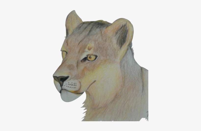 Lioness, transparent png #2106805