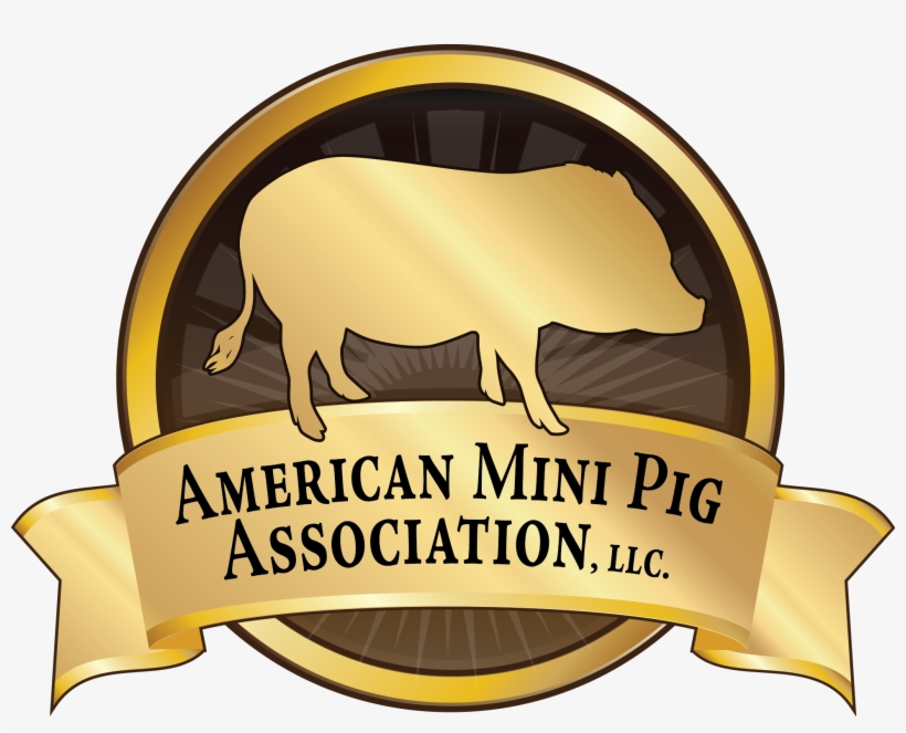 Mini Pig Ice Cream Cake For All Occassions - American Mini Pig Association, transparent png #2107366