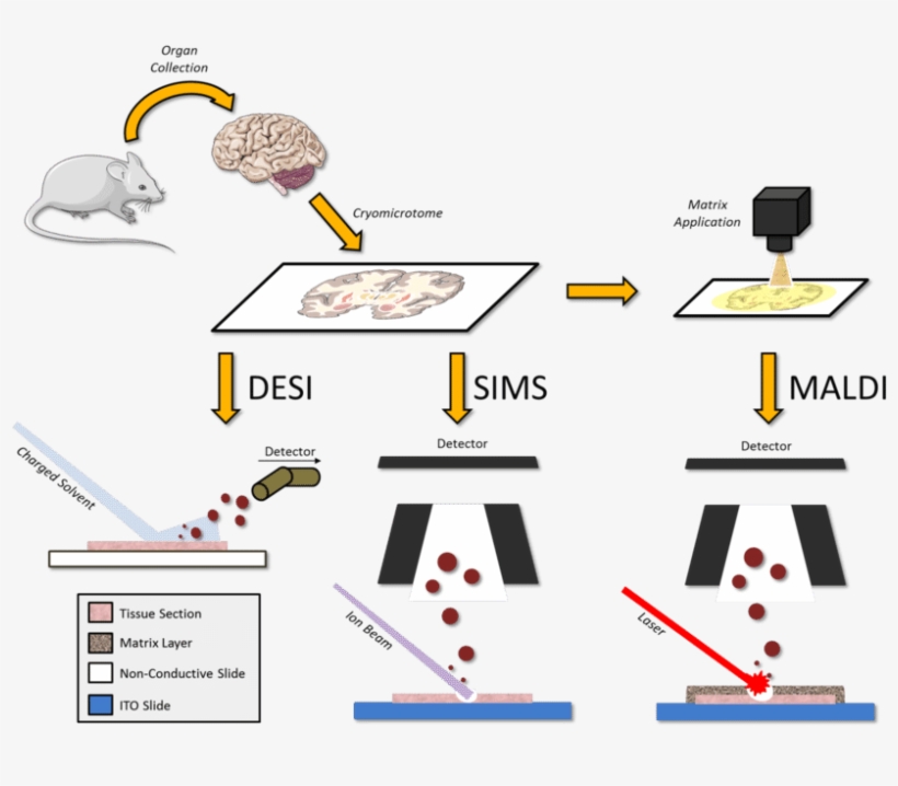 Overview Of Desi, Sims And Maldi Msi Workflow - Tissue, transparent png #2108313