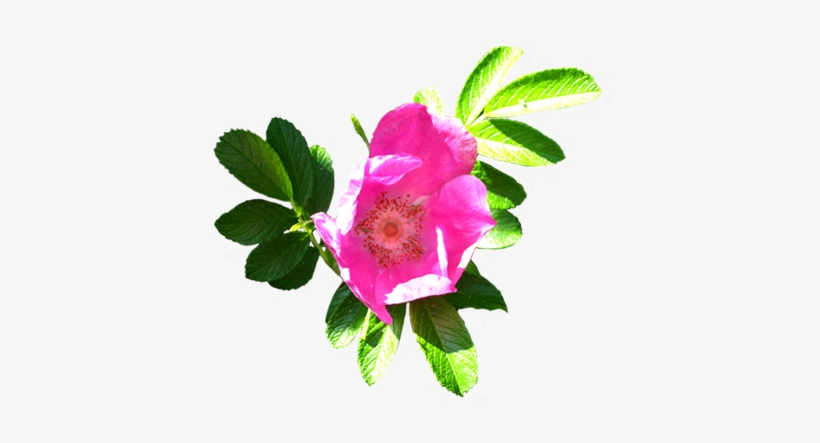 Clip Art Of Dog Rose Hip, Flower Of Dog Rose - Flower Clip Art, transparent png #2110509