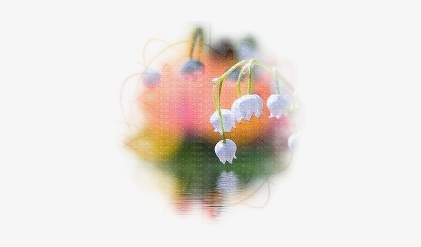 Loly33 Fond Muguet - Flower, transparent png #2111949
