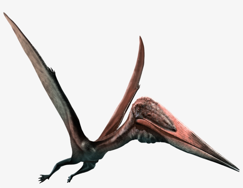 Pterodactyl - Png Pterosaurs, transparent png #2113166