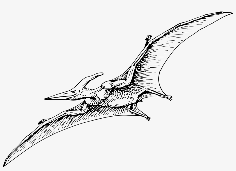 Pterodactyl Png, transparent png #2113205