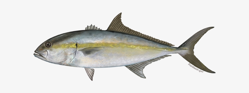Greater Amberjack, transparent png #2114048