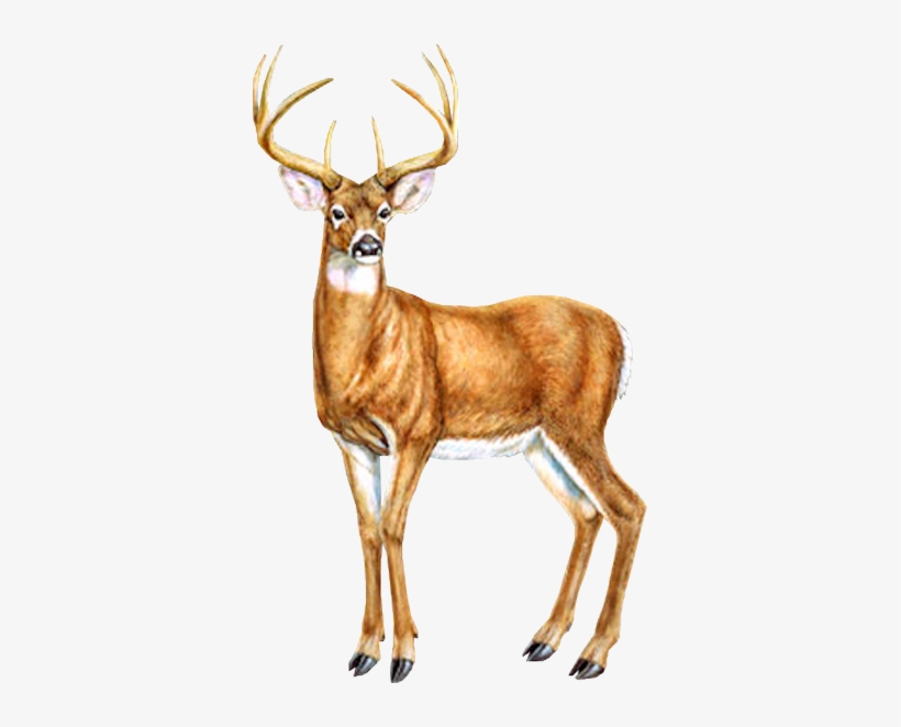 Tubes Cerfs / Chevreuils - Cerf Dessin Couleur, transparent png #2115029