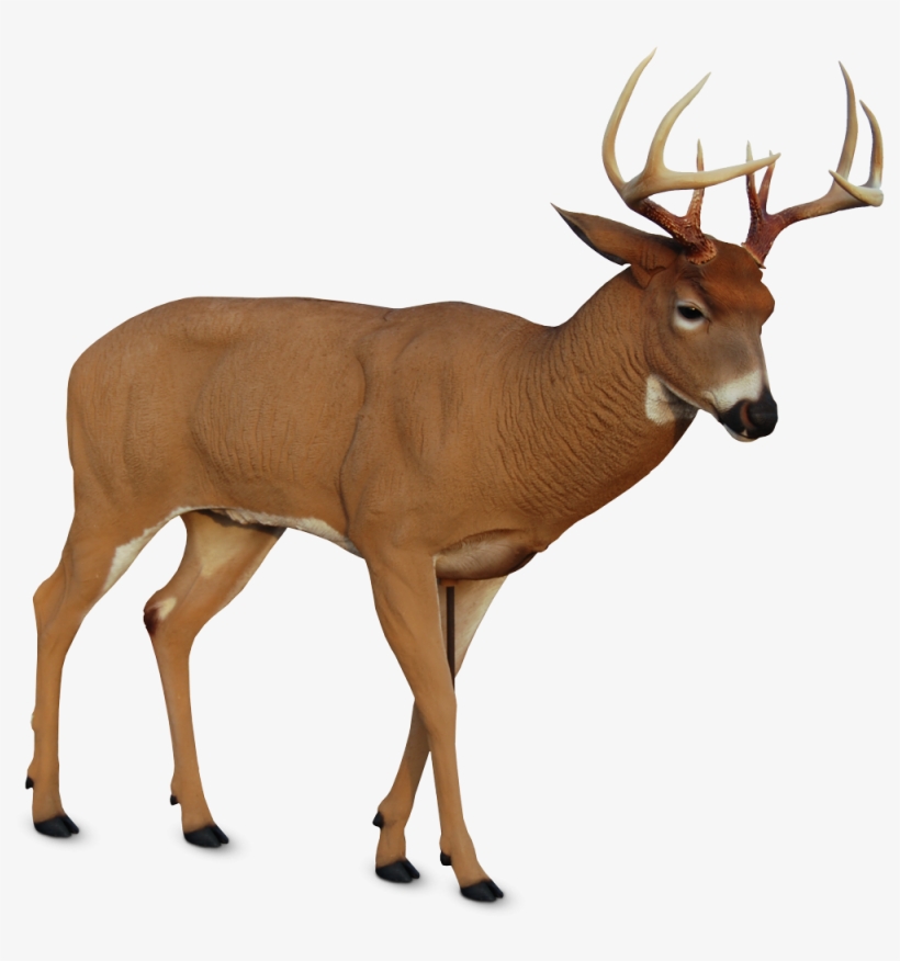W The Dsd Posturing Buck Allows You To Take Advantage, transparent png #2115128