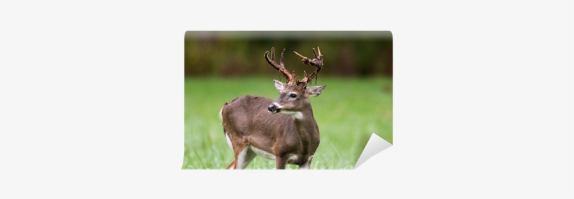 Roe Deer, transparent png #2115581