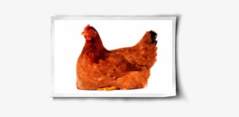 A Hen's Relationship With Her Eggs Post Image - Egg Of A Chicken, transparent png #2117266