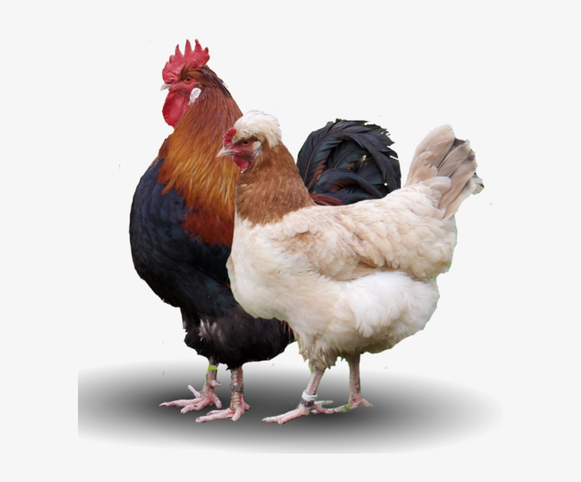 Datei - Sulmtaler - Sulmtaler Hühner, transparent png #2117332
