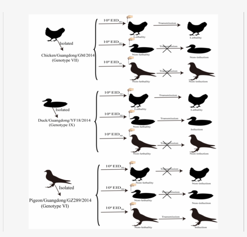 Transmission Studies Of Ndv In Chickens, Ducks And - Chicken, transparent png #2117458
