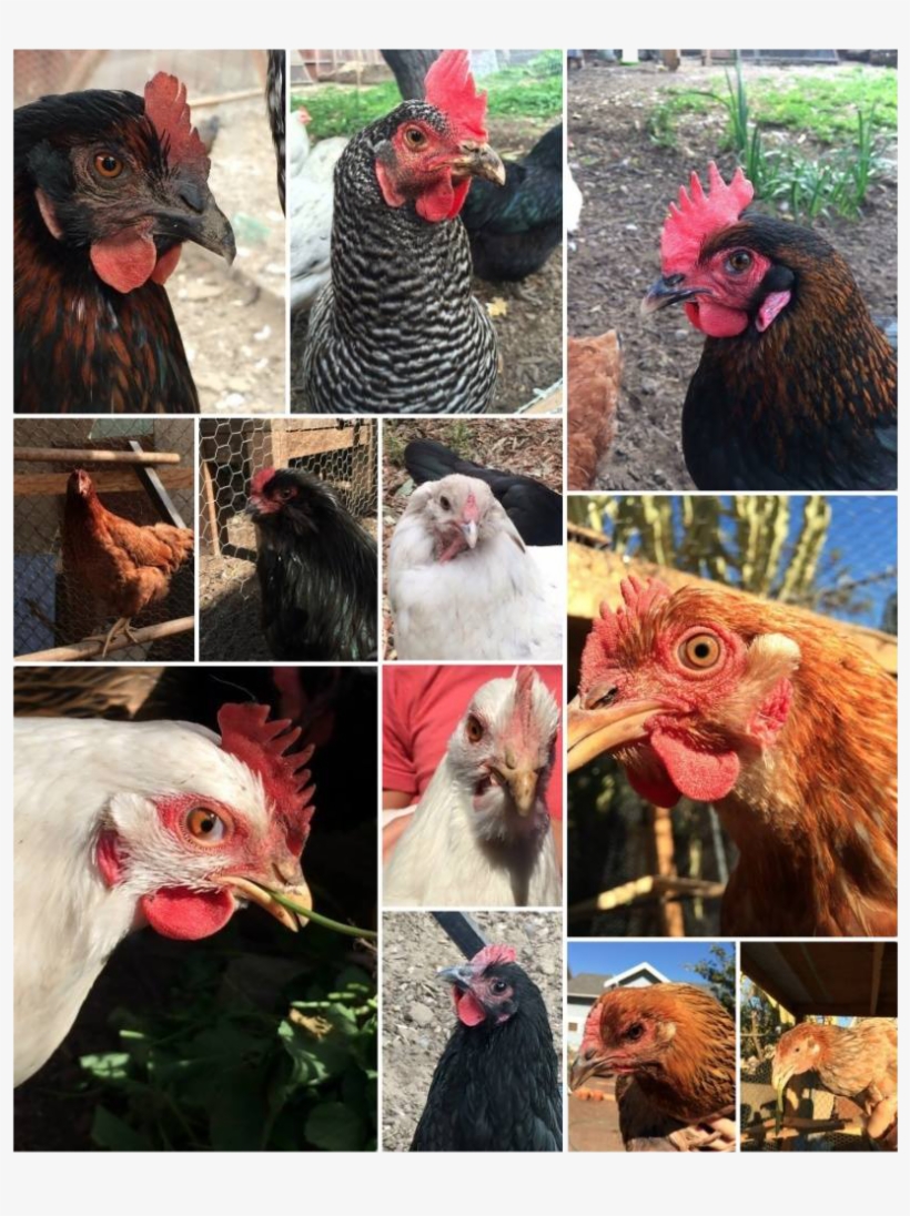Rooster, transparent png #2117612