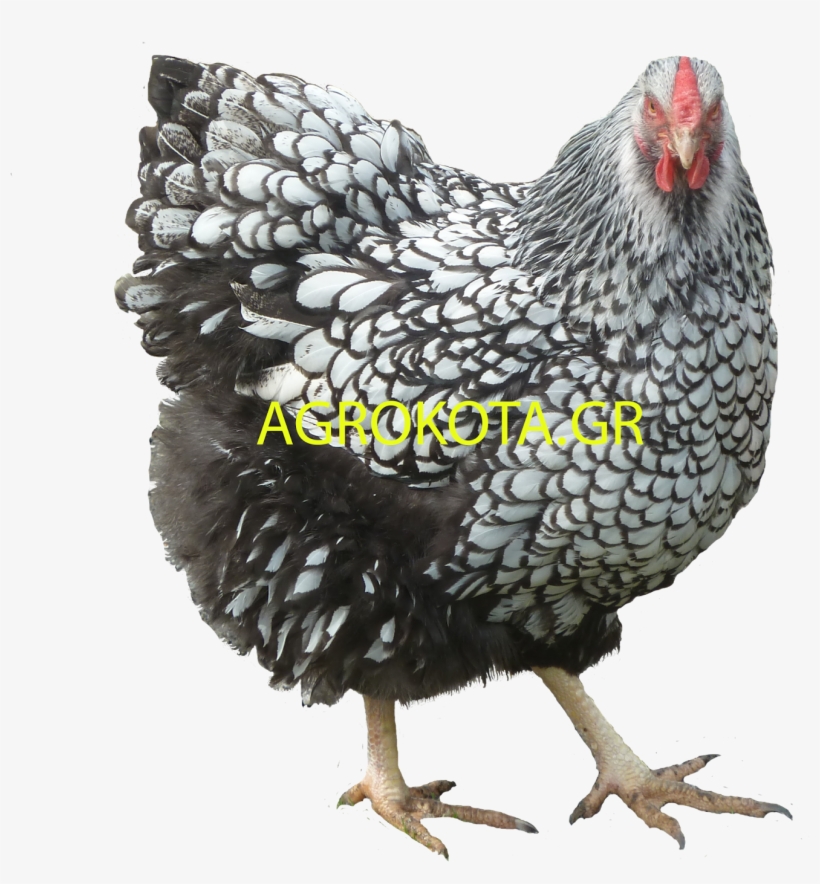 Png Chicken Image - Chicken, transparent png #2117711