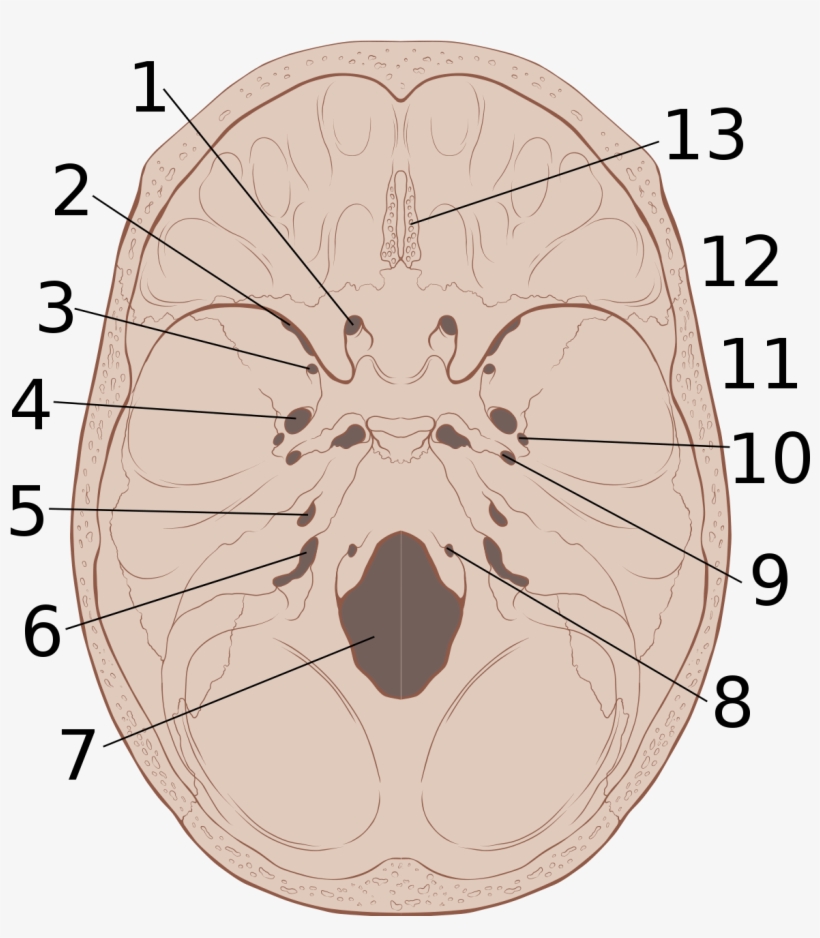 Skull Base, transparent png #2117805