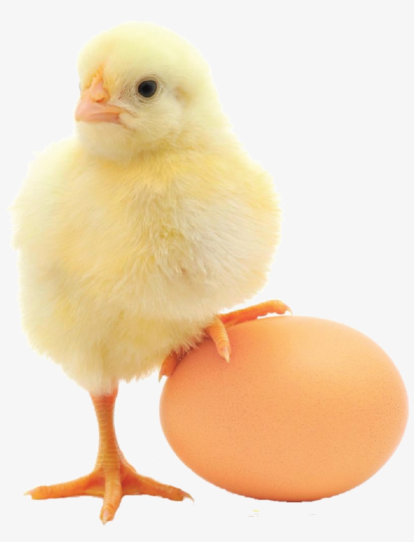 Atlantic Poultry Inc - Bioactive Peptides In Egg, transparent png #2117872