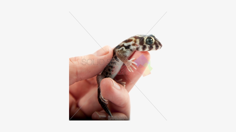 Gekos As Pet, transparent png #2118308